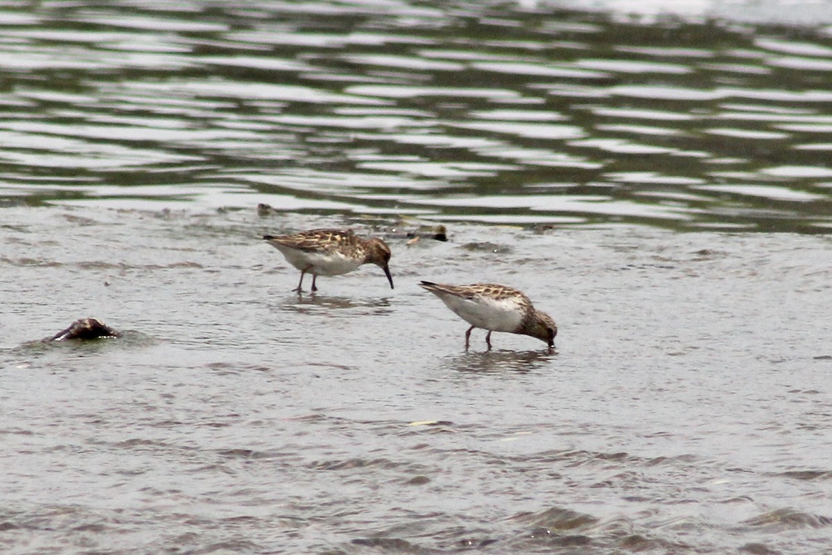 Least Sandpiper - ML449776741