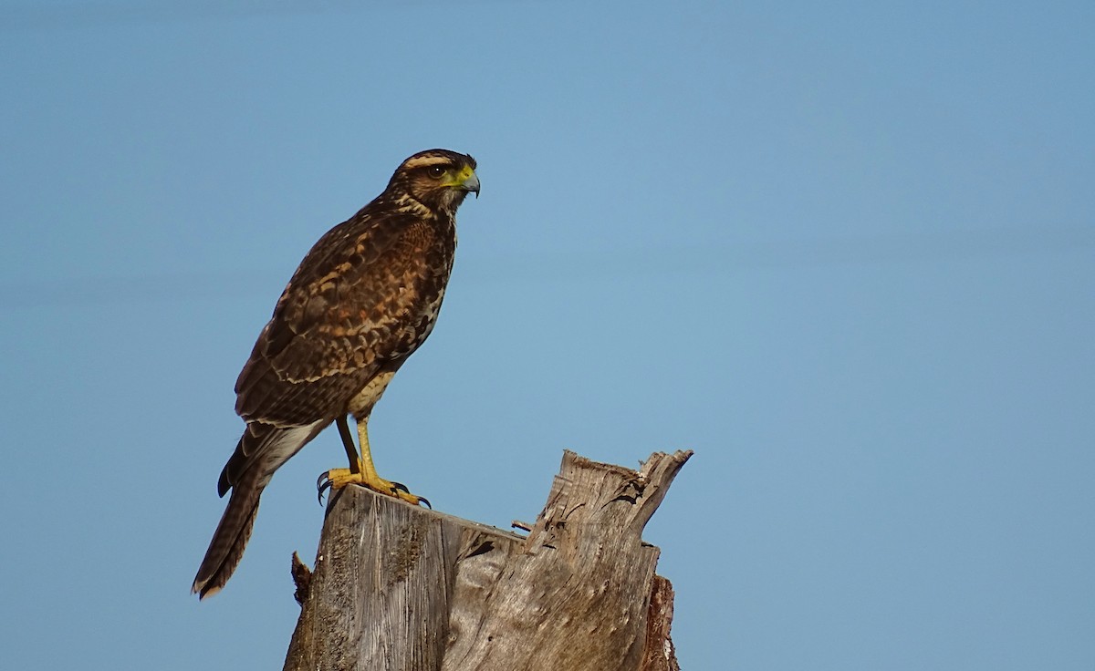 Harris's Hawk - ML449777001