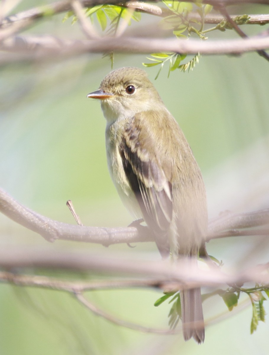 Alder Flycatcher - ML449777161