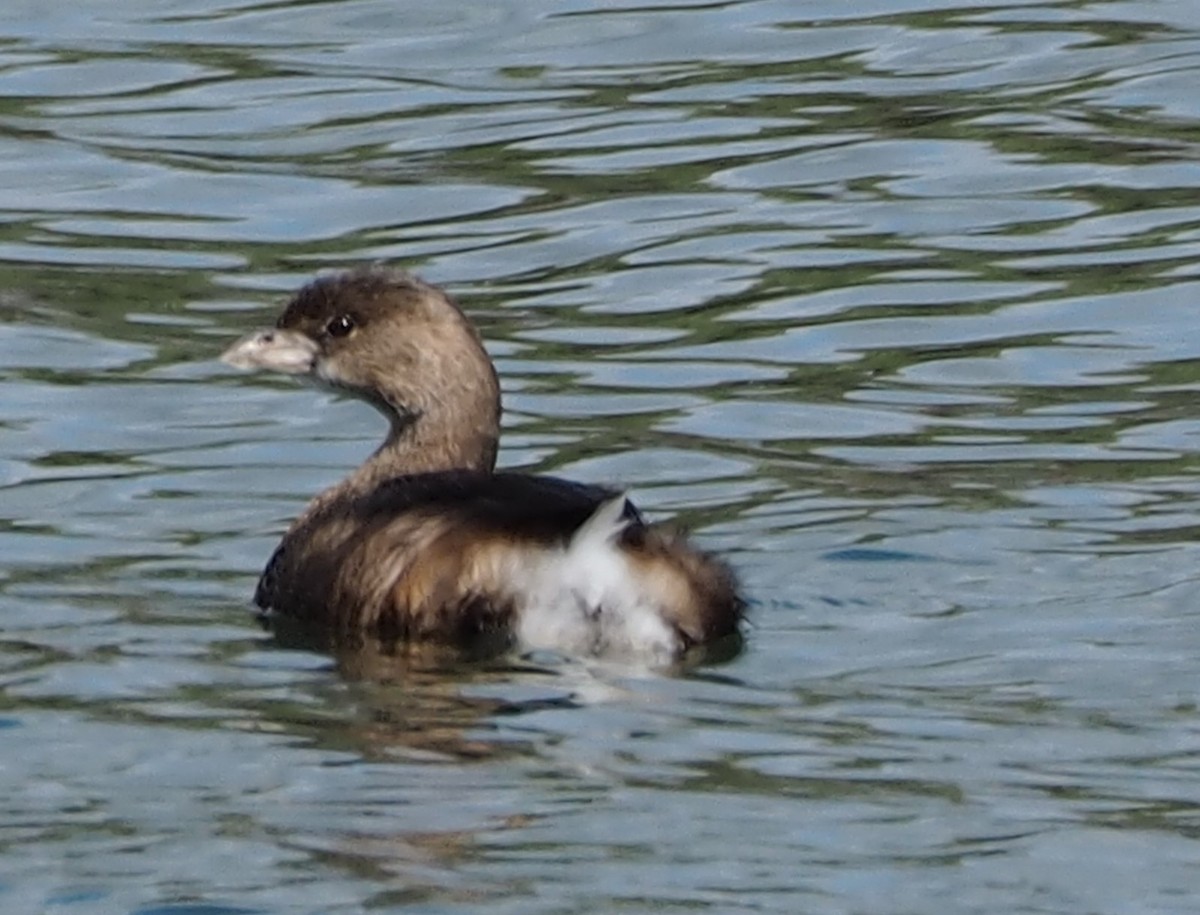 Pied-billed Grebe - ML44977721