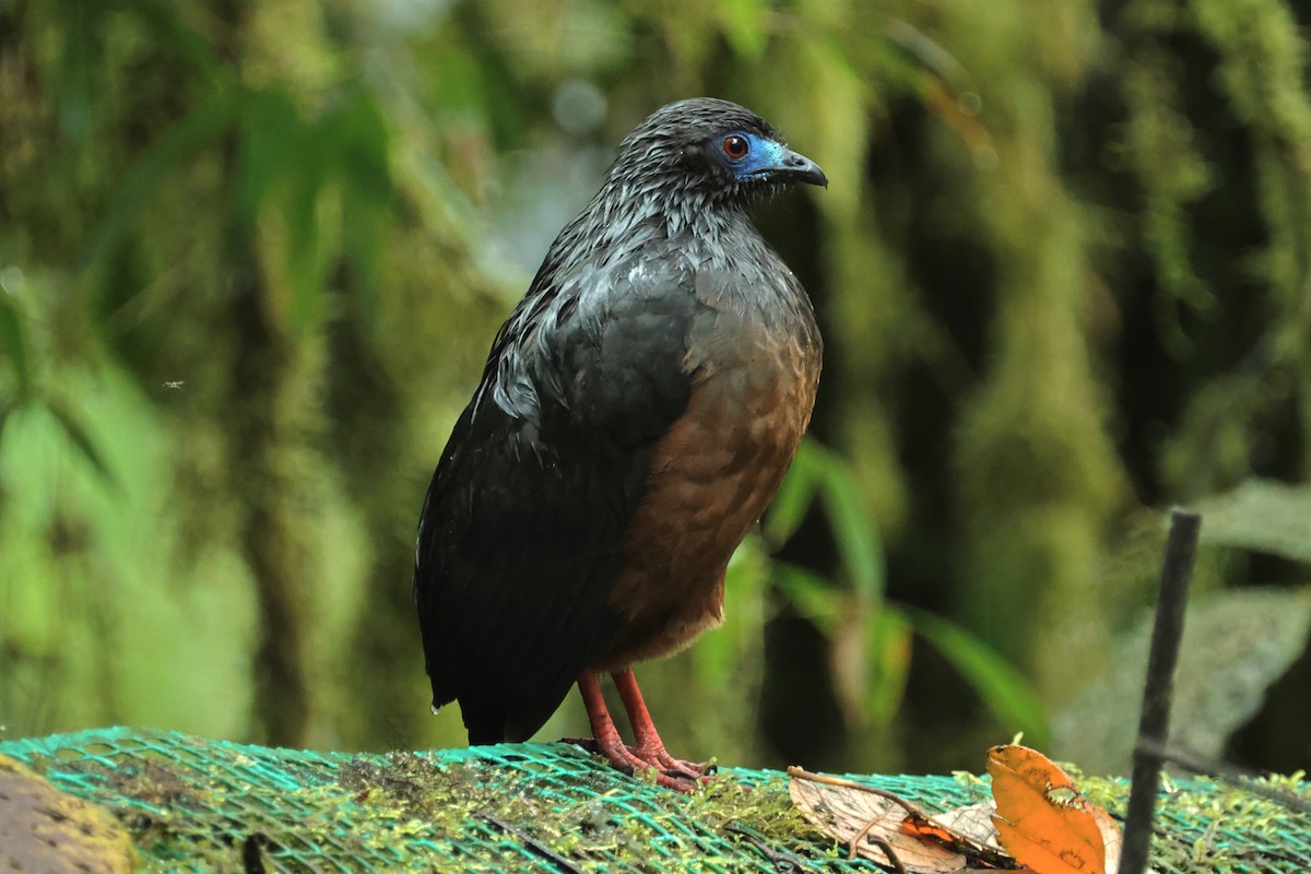 Sickle-winged Guan - ML449777881