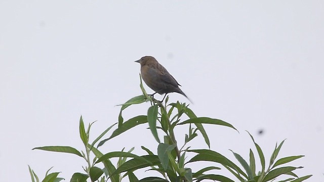 Chestnut-capped Blackbird - ML449778711