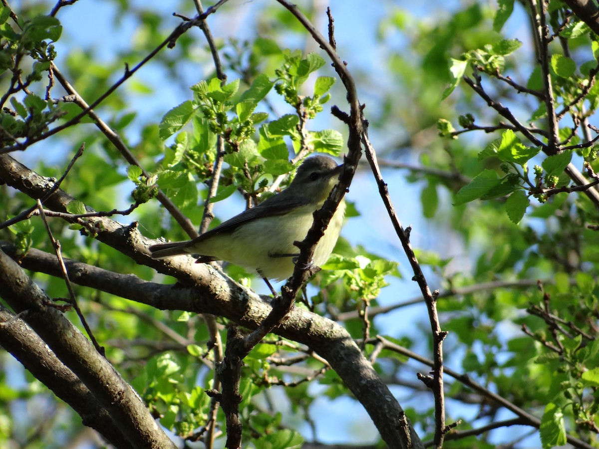 Philadelphia Vireo - ML449779651