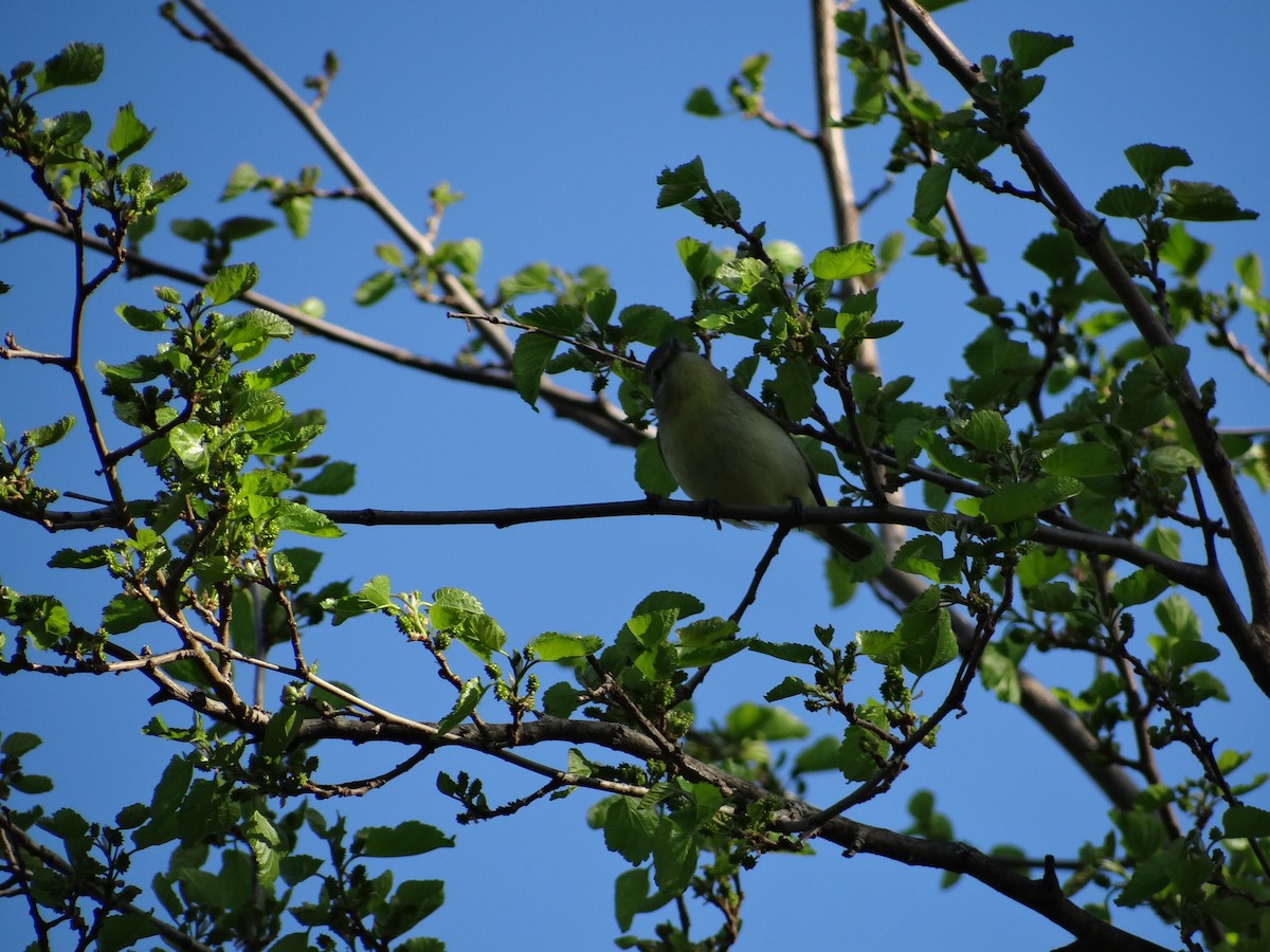 Philadelphia Vireo - ML449779671