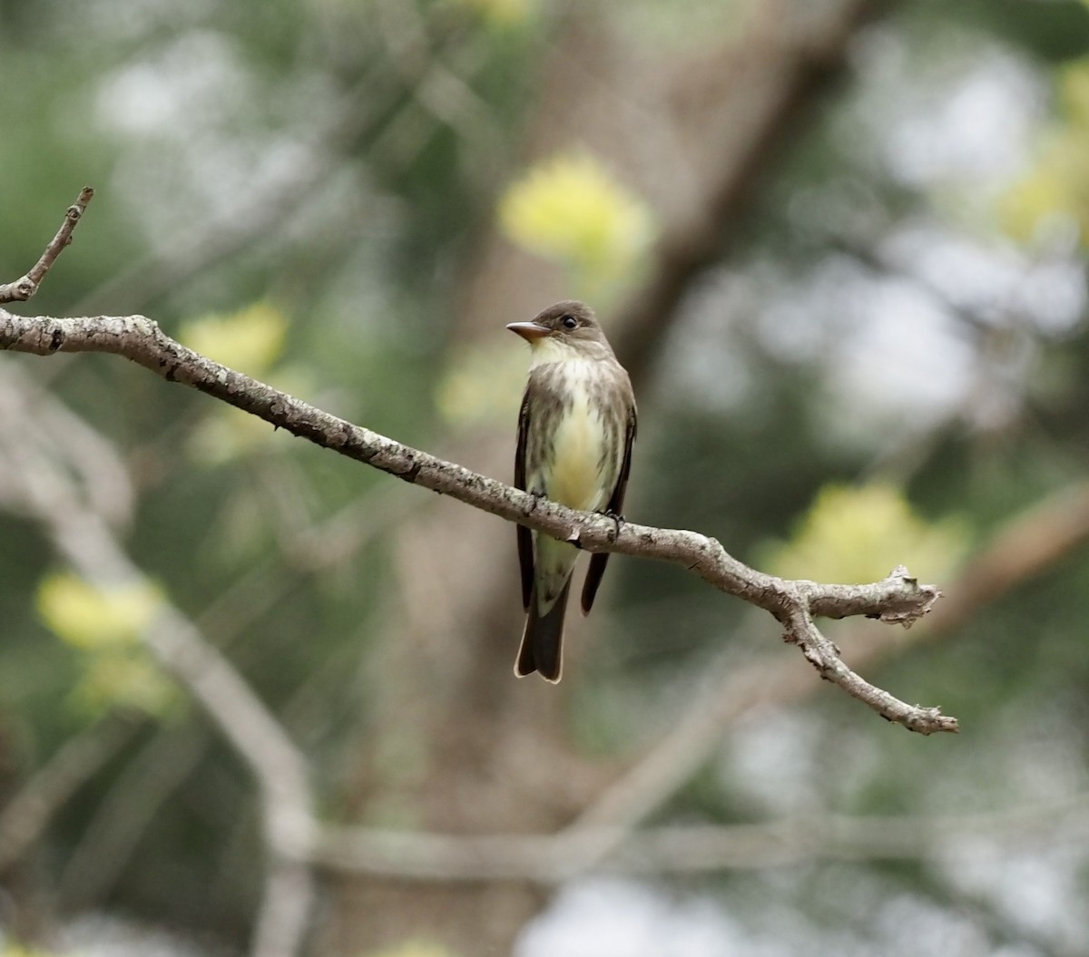 Olive-sided Flycatcher - ML449779971