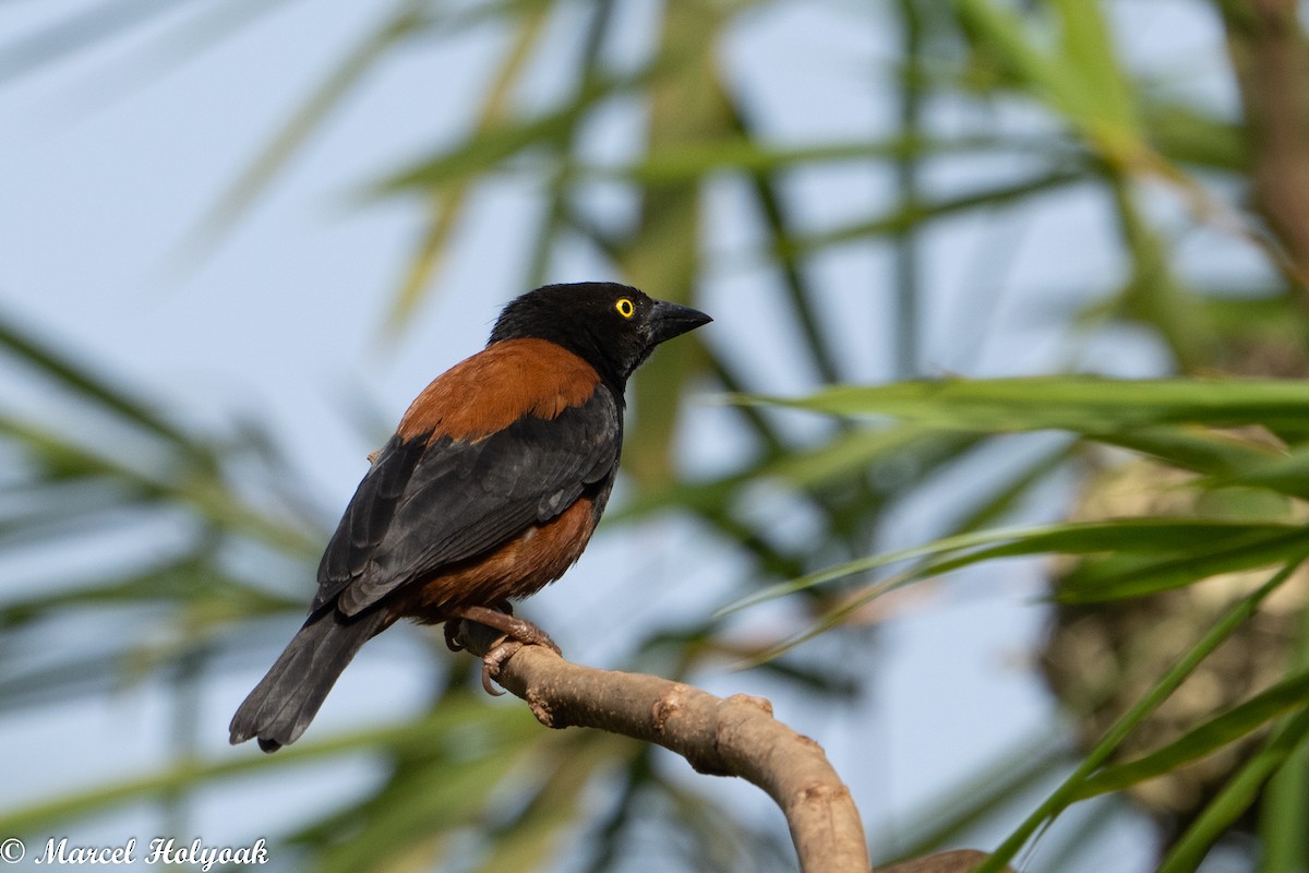 Chestnut-and-black Weaver - ML449780851