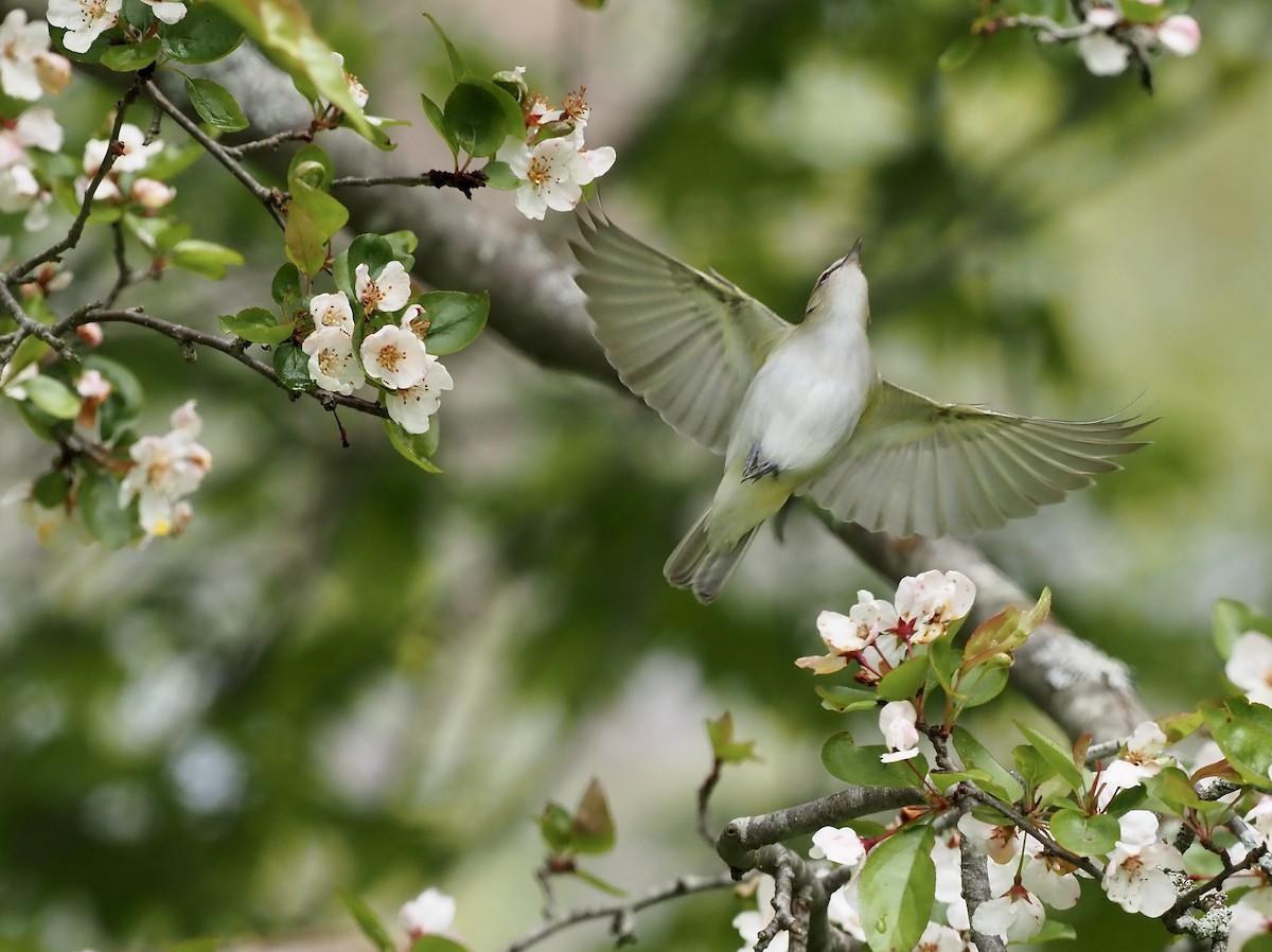 Vireo Ojirrojo - ML449780991