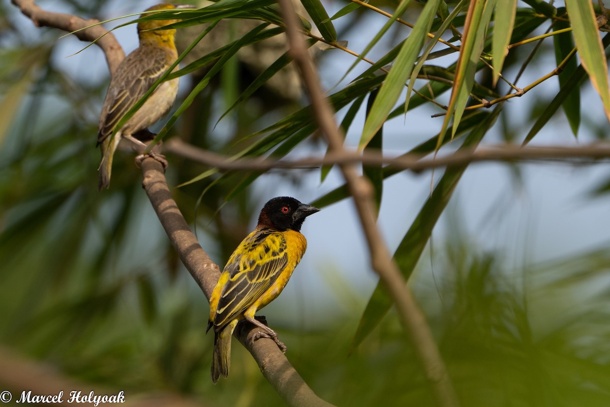 Village Weaver - ML449781361