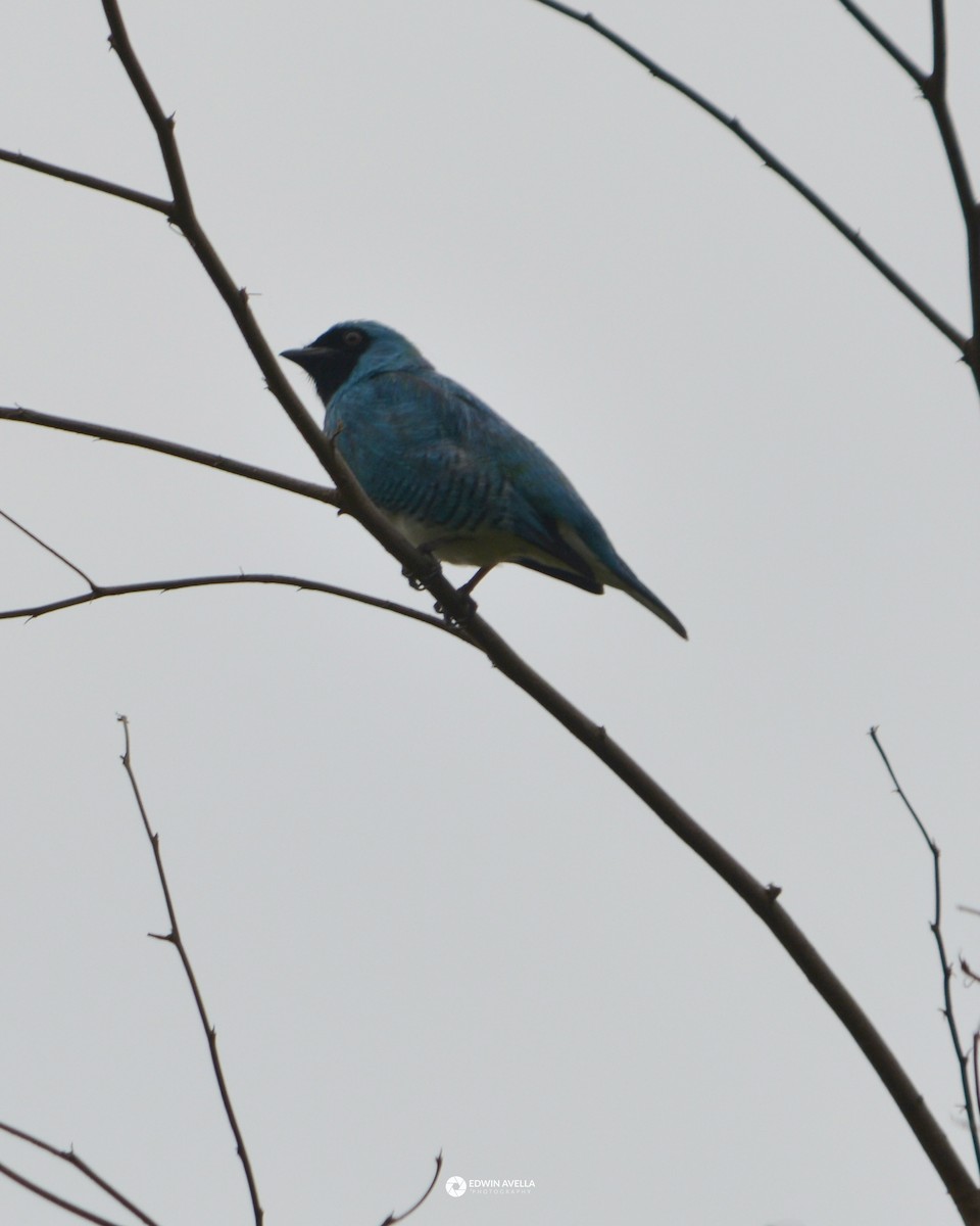Swallow Tanager - ML449782291