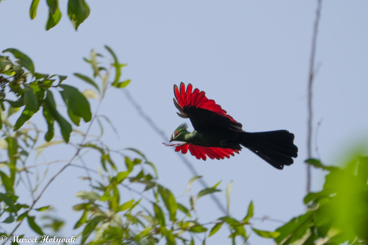 Guinea Turaco - ML449782331