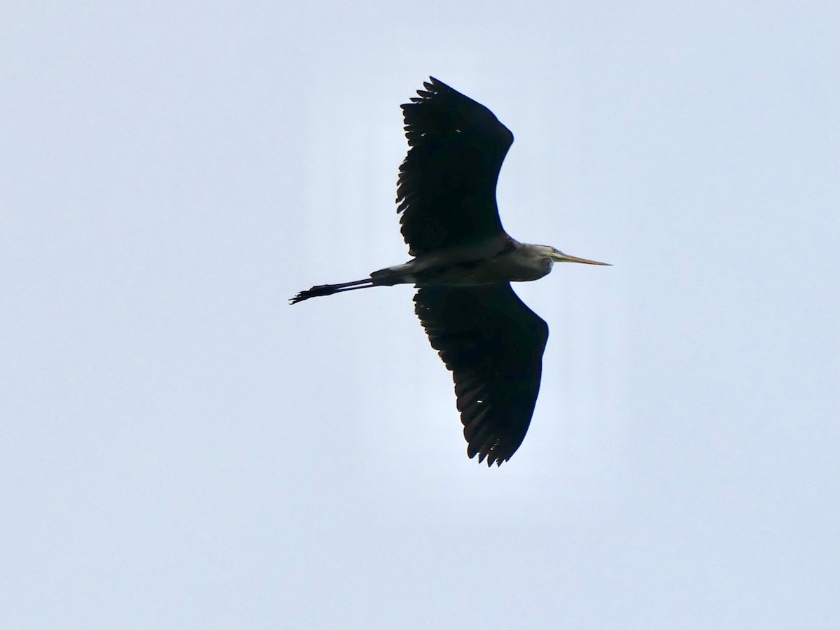 Great Blue Heron - ML449782531