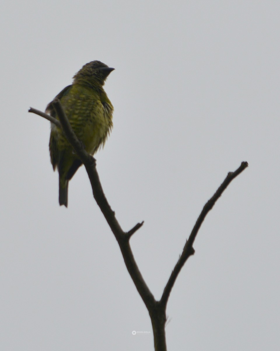 Swallow Tanager - ML449782631