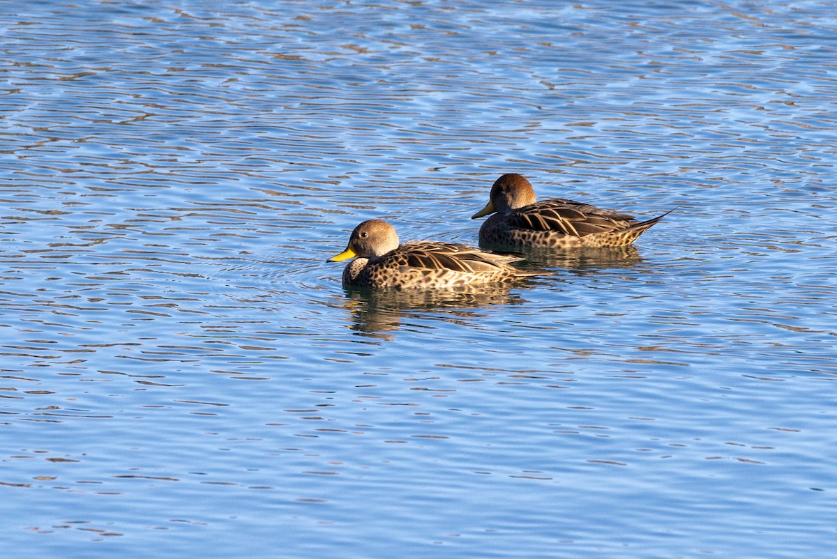 Yellow-billed Pintail - ML449782941