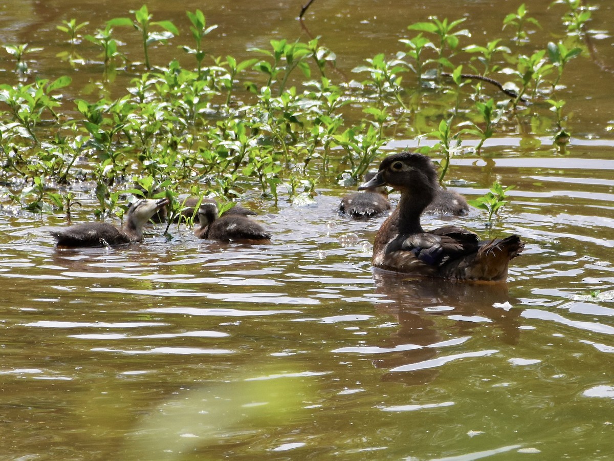 Wood Duck - ML449784041
