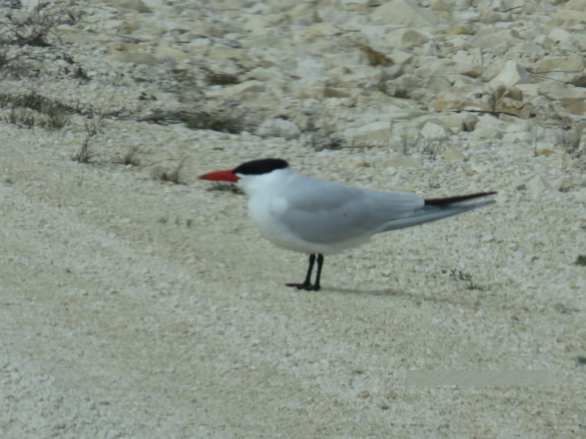 Caspian Tern - ML449784111