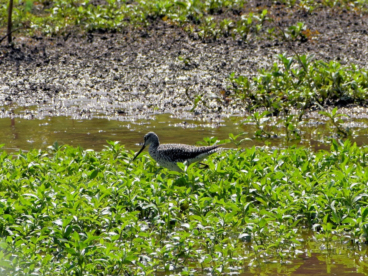 Greater Yellowlegs - ML449784391