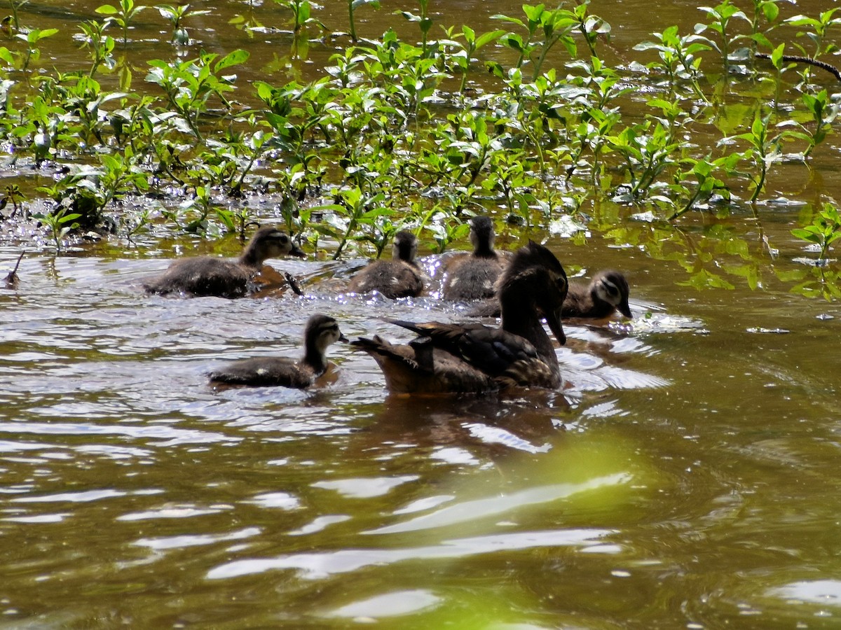 Wood Duck - ML449784501
