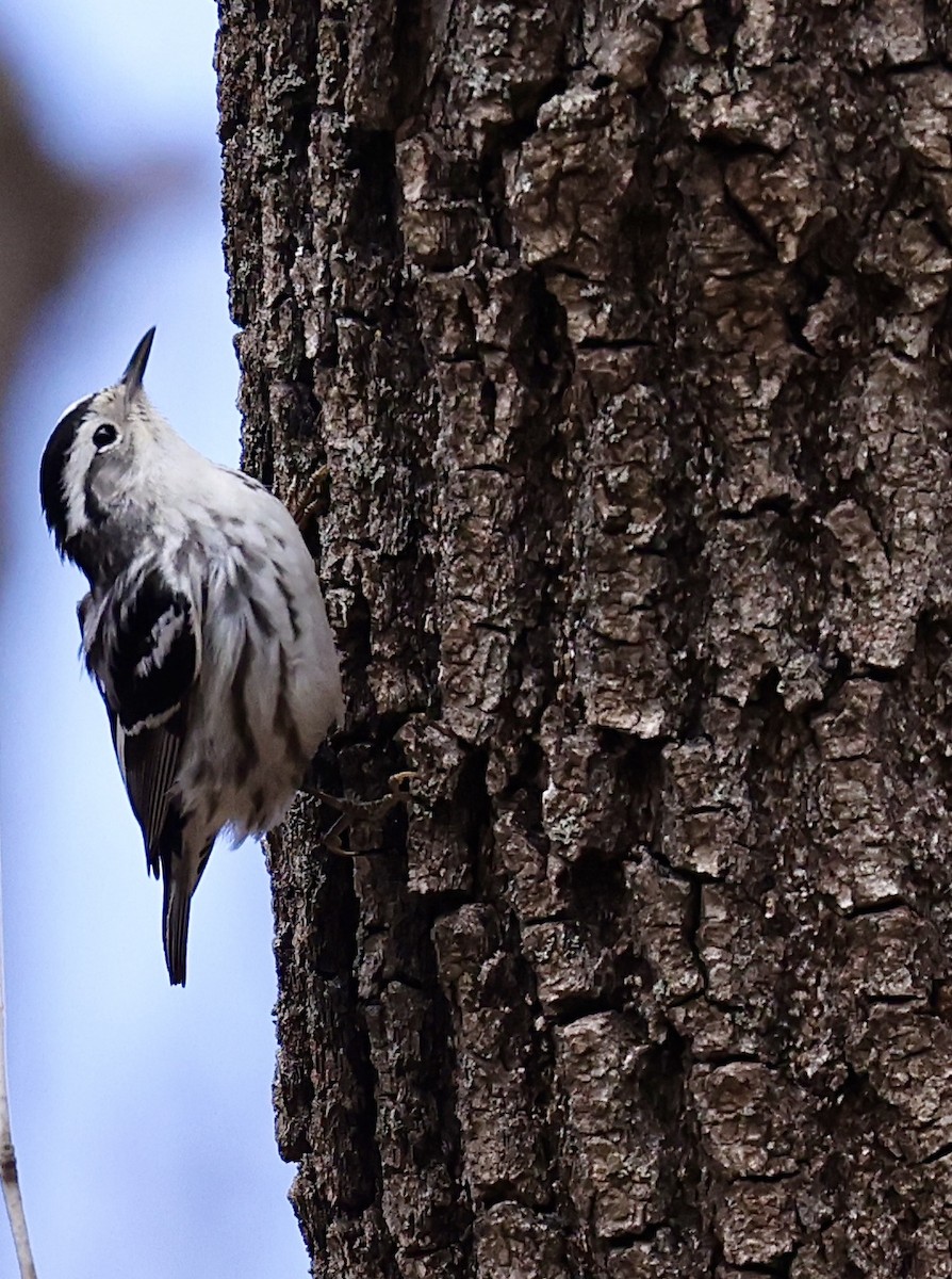 Black-and-white Warbler - ML449787991