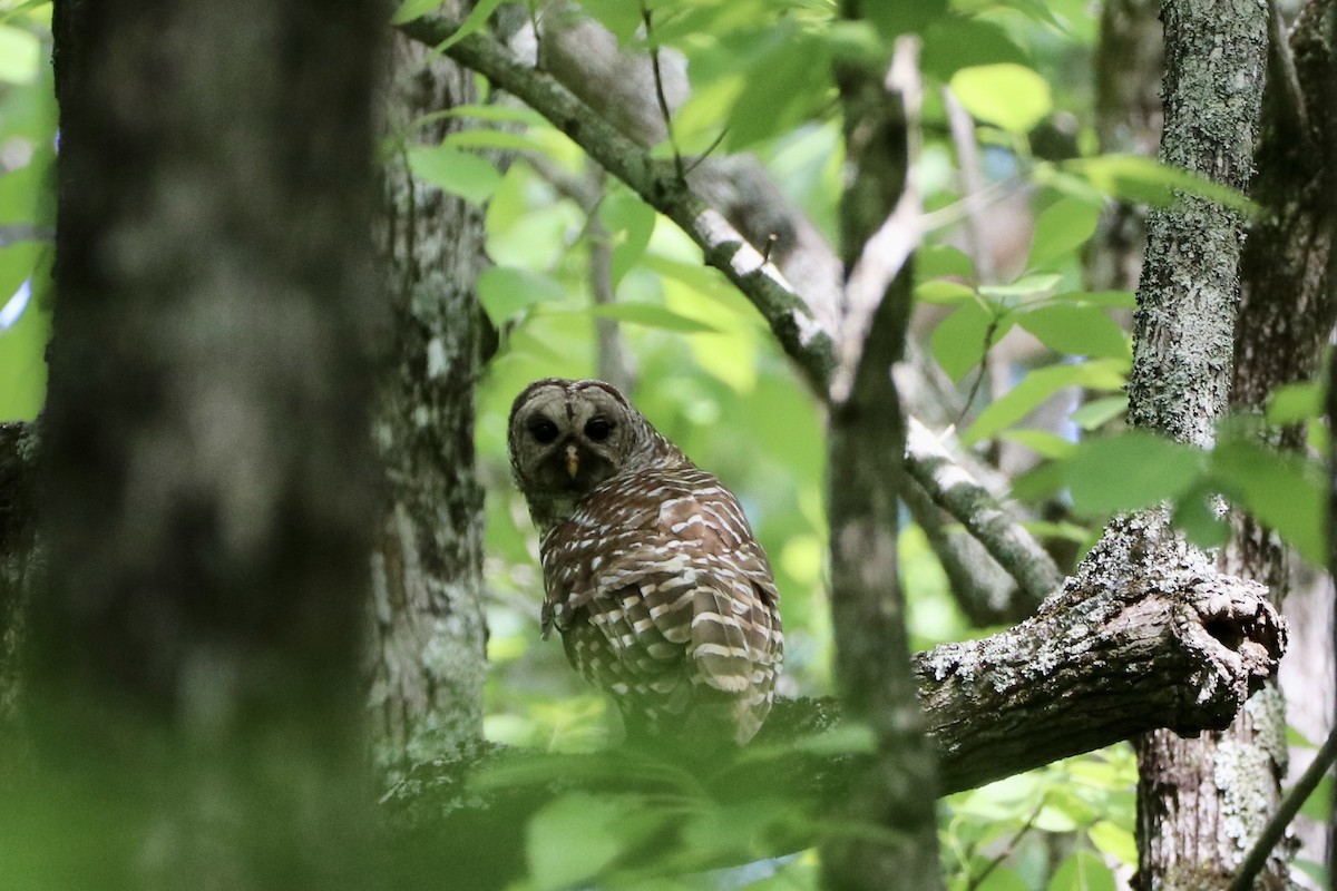Barred Owl - ML449789761