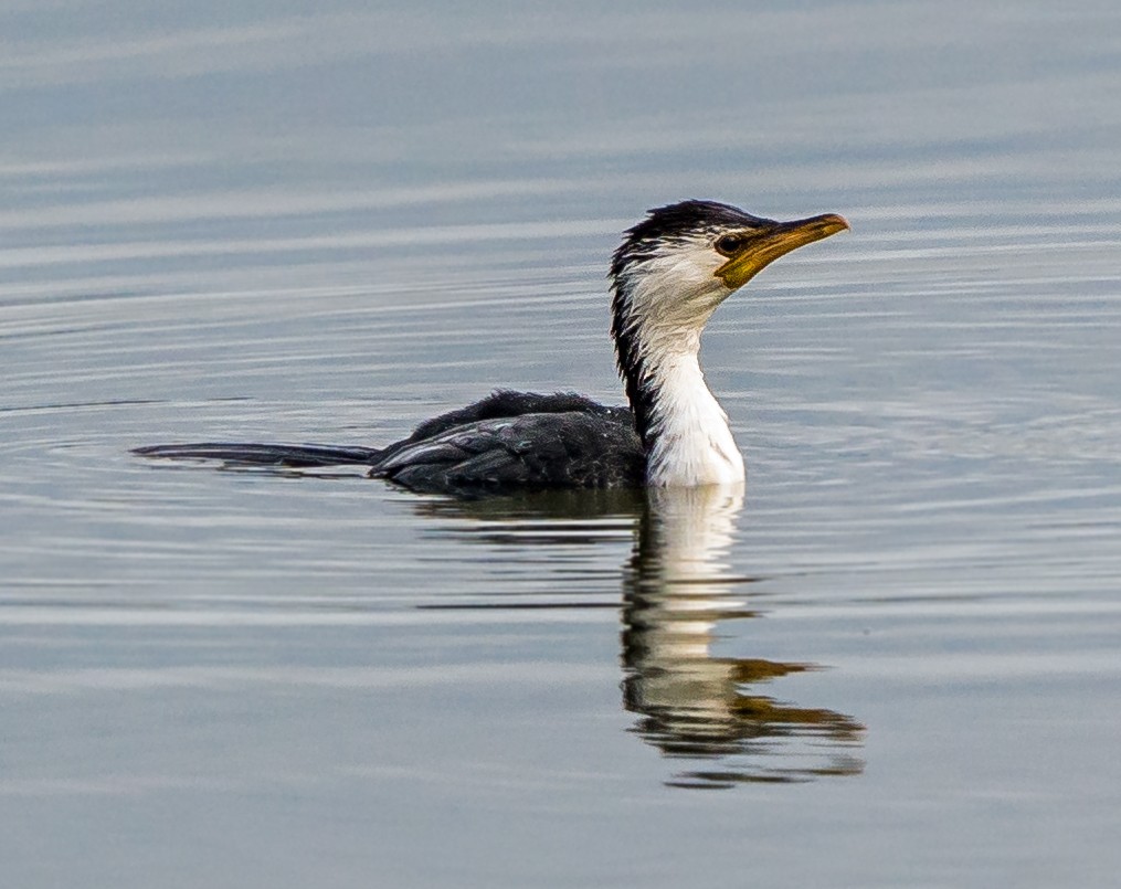 Little Pied Cormorant - ML449789771