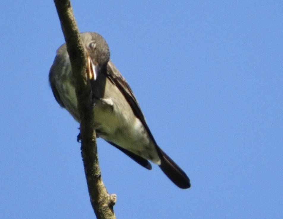 Olive-sided Flycatcher - ML449790471