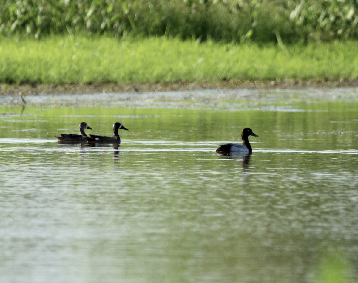 Blue-winged Teal - ML449791781