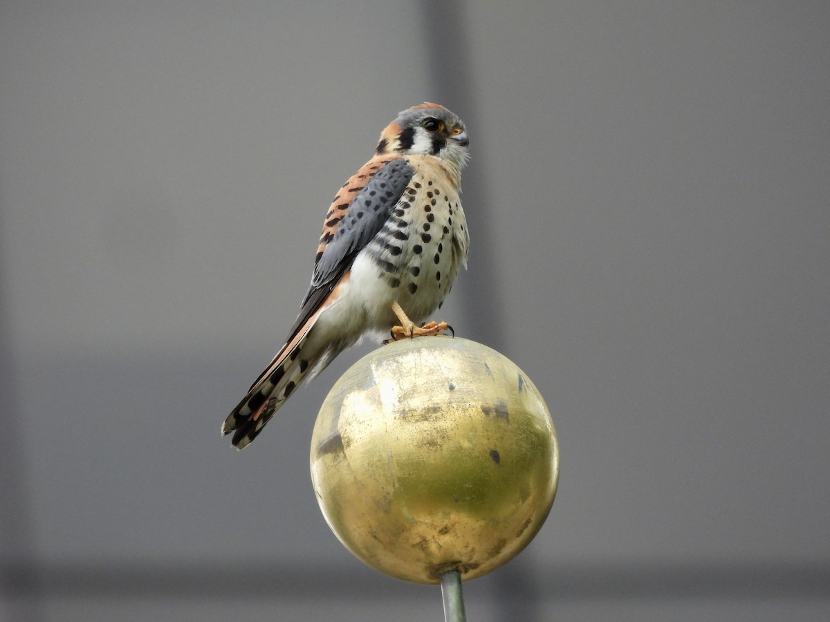 American Kestrel - ML449791791