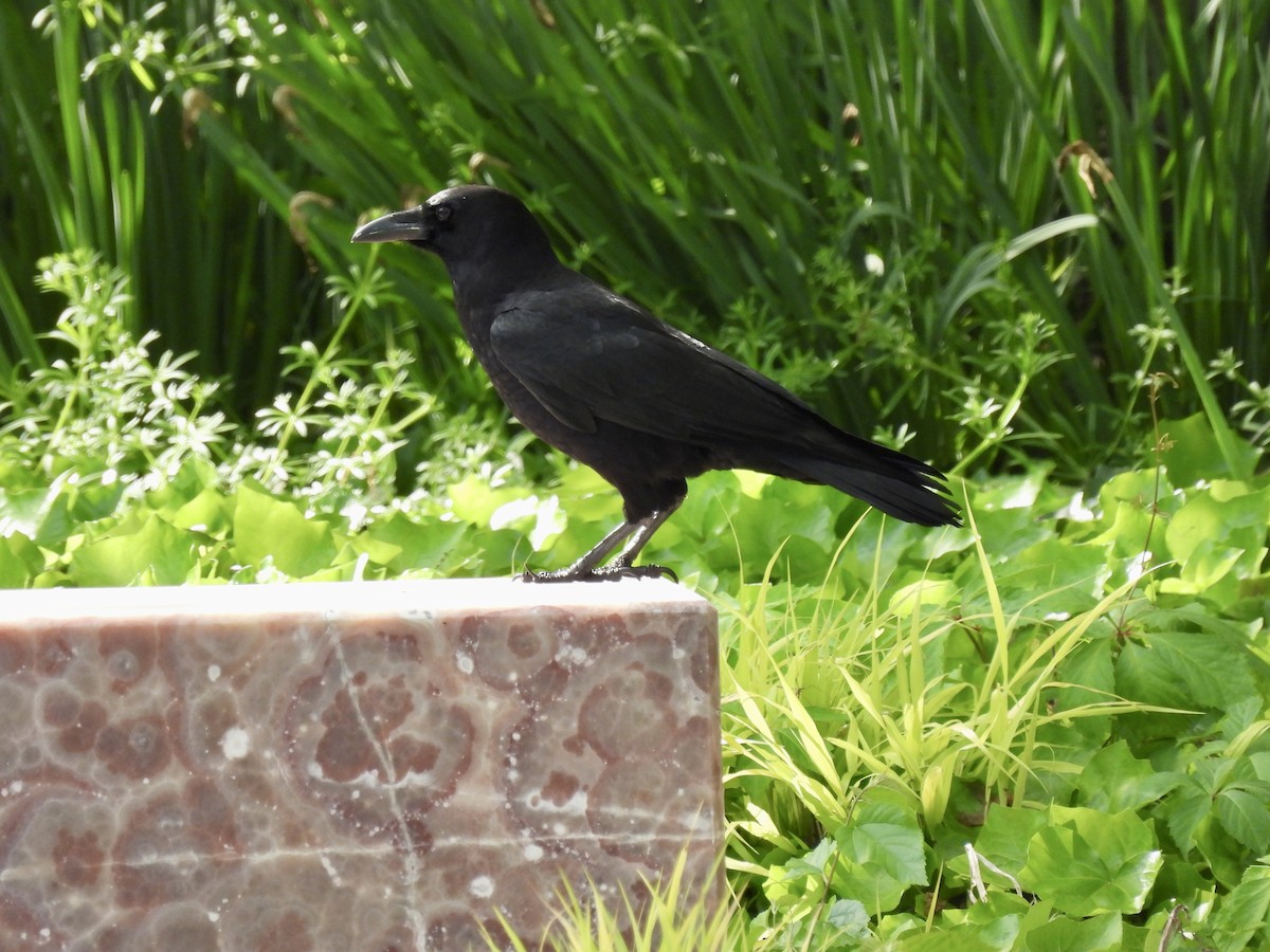 American Crow - ML449791941