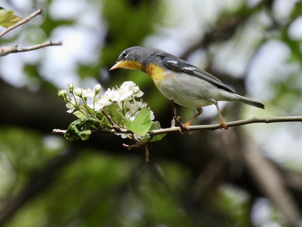 Parula Norteña - ML449792161