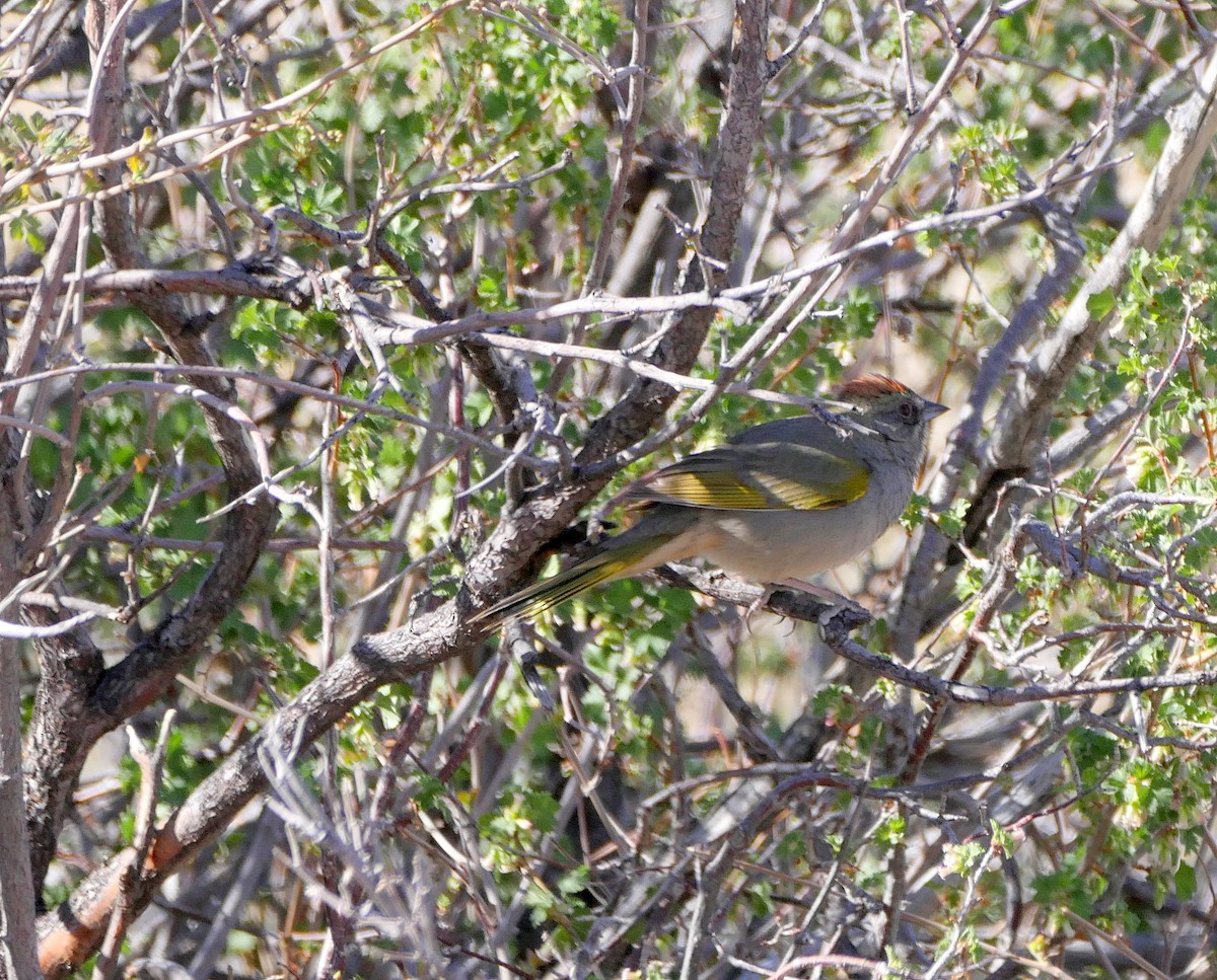 Green-tailed Towhee - ML449792361