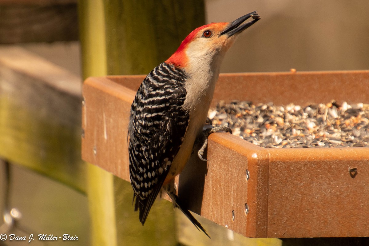 Red-bellied Woodpecker - ML449793821