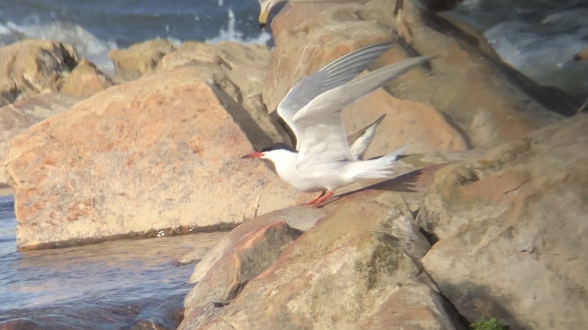 Common Tern - ML449794861