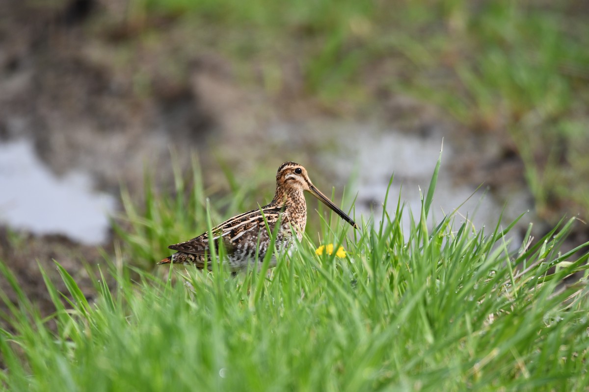 Wilson's Snipe - ML449794871