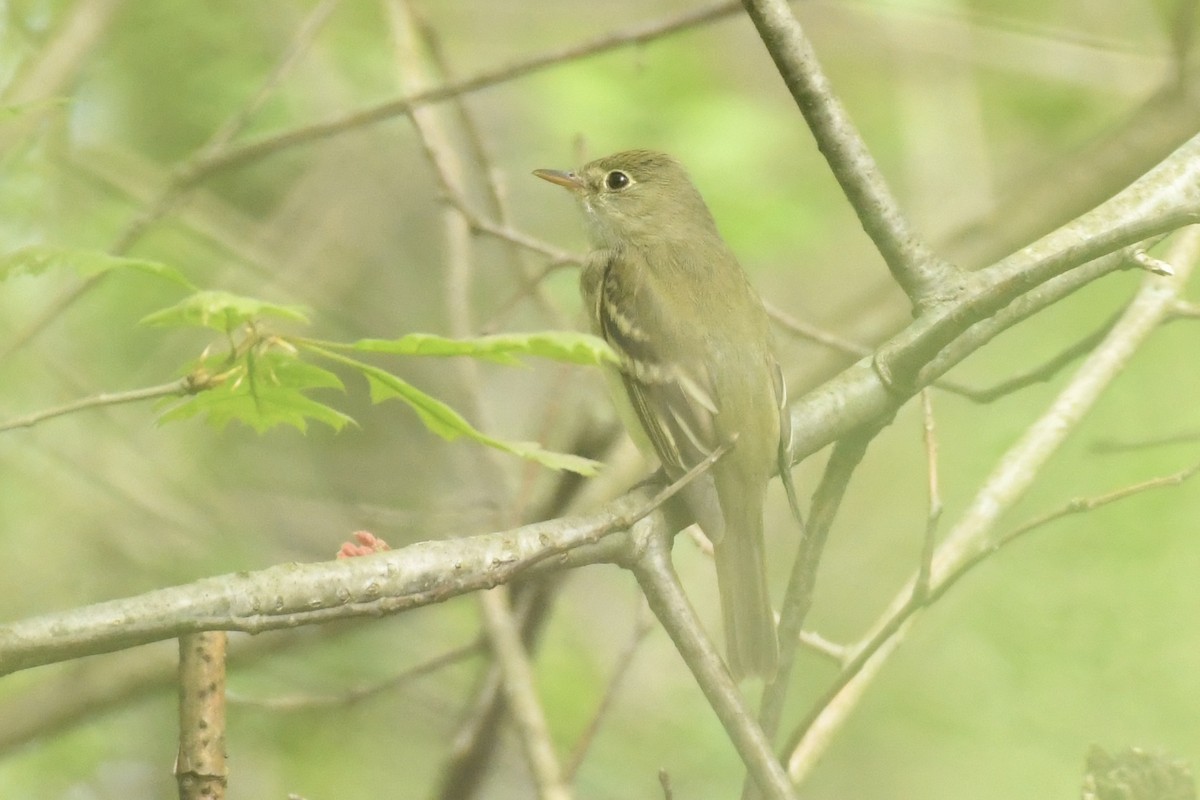 Acadian Flycatcher - ML449795311