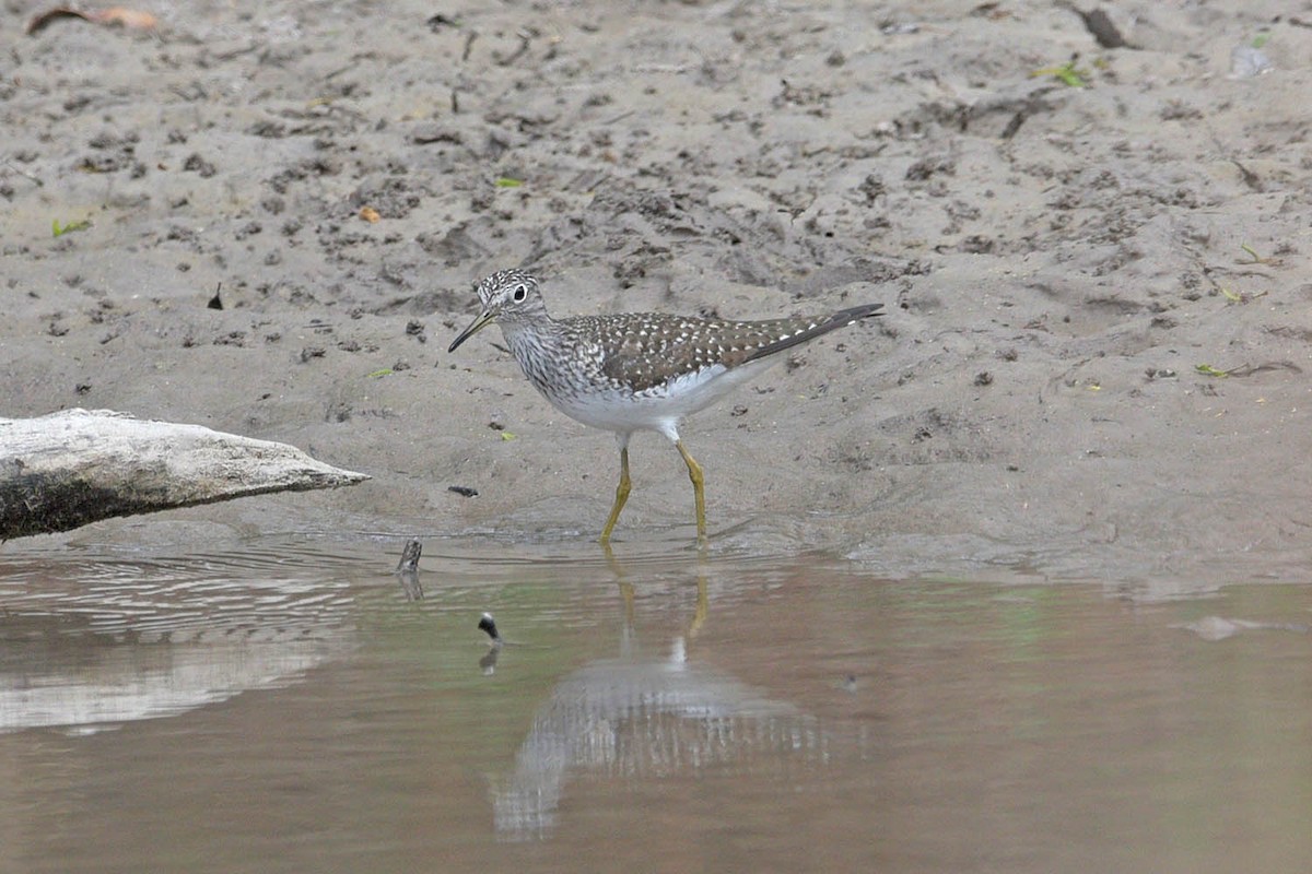 Solitary Sandpiper - Troy Hibbitts