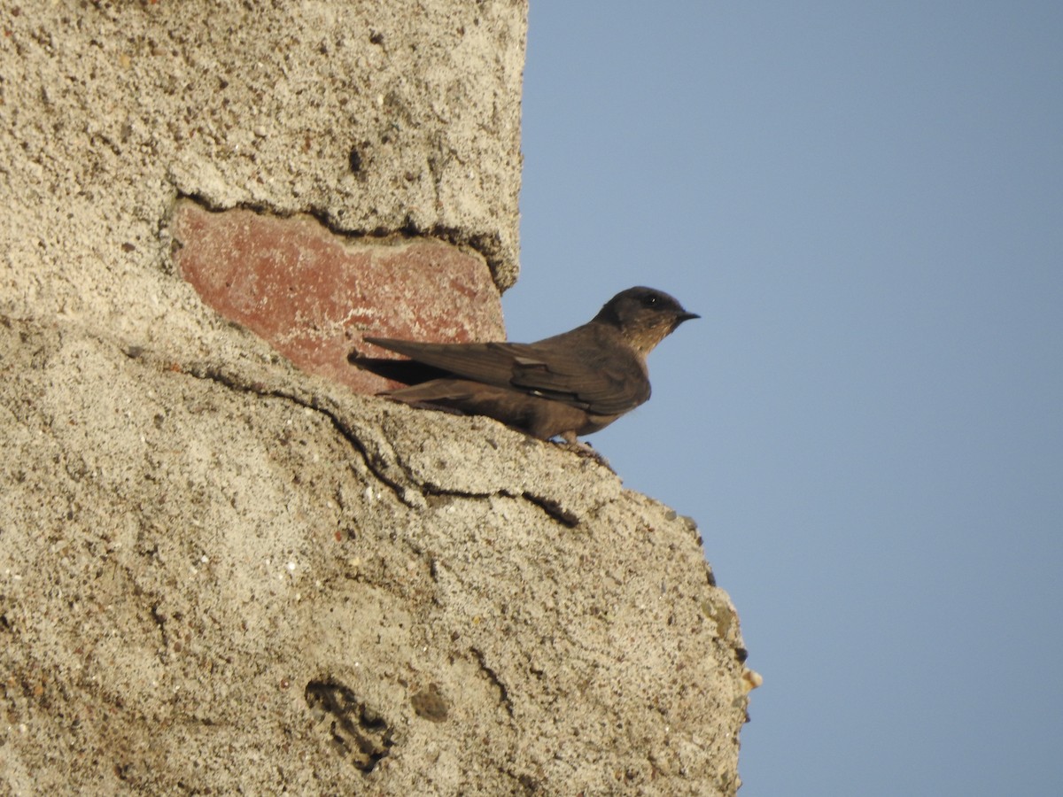 Dusky Crag-Martin - ML449796261