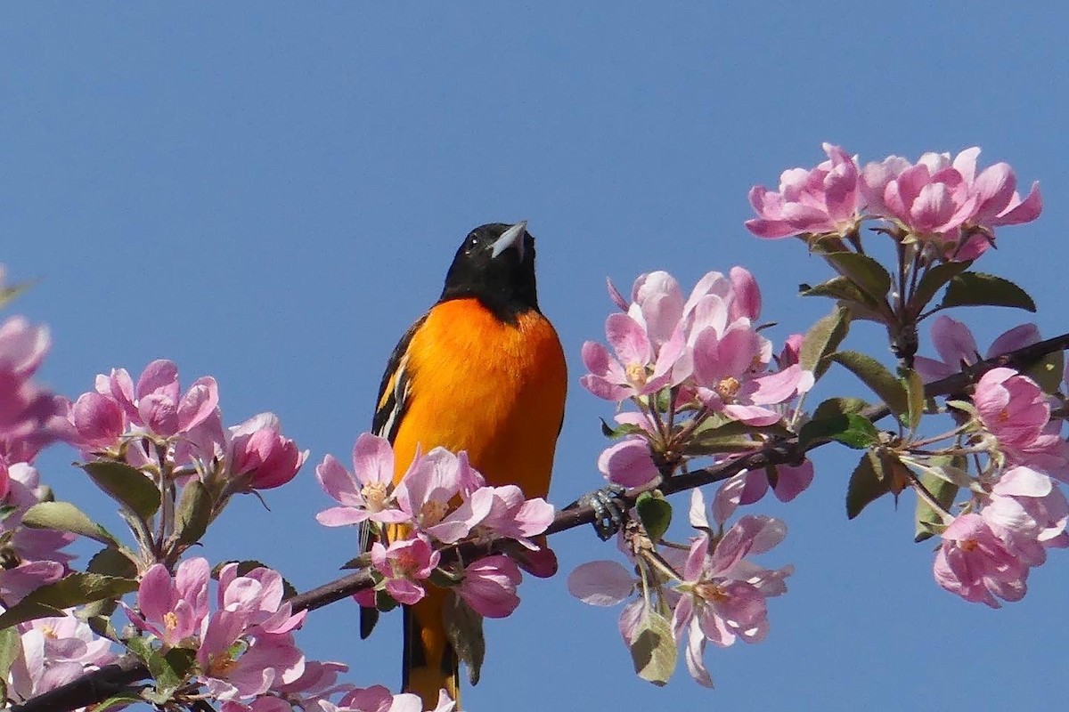Baltimore Oriole - Catherine Lawrence