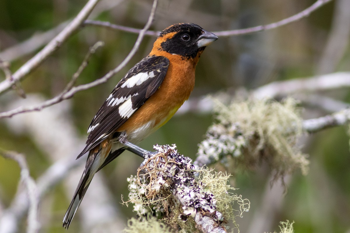 Black-headed Grosbeak - ML449796441