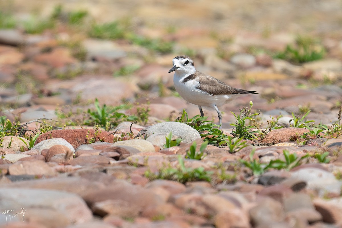 White-faced Plover - ML449796941