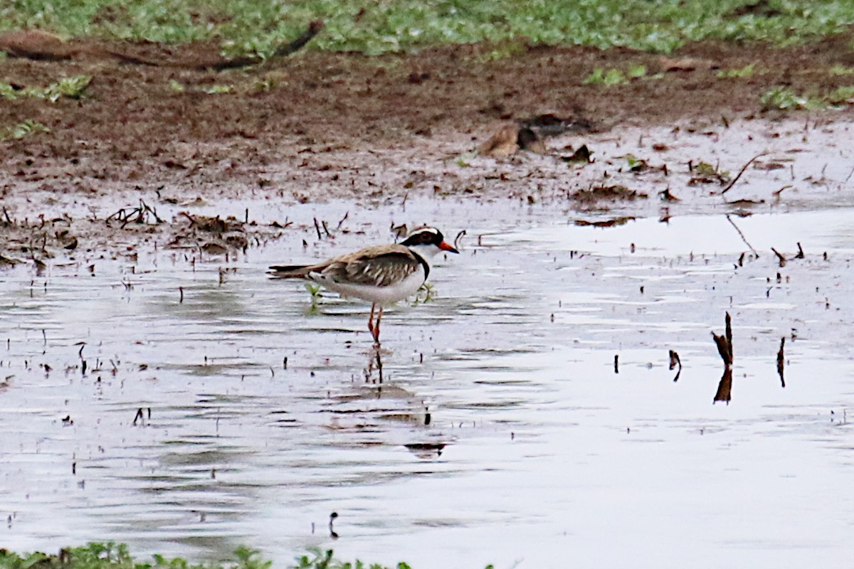 Black-fronted Dotterel - Leith Woodall