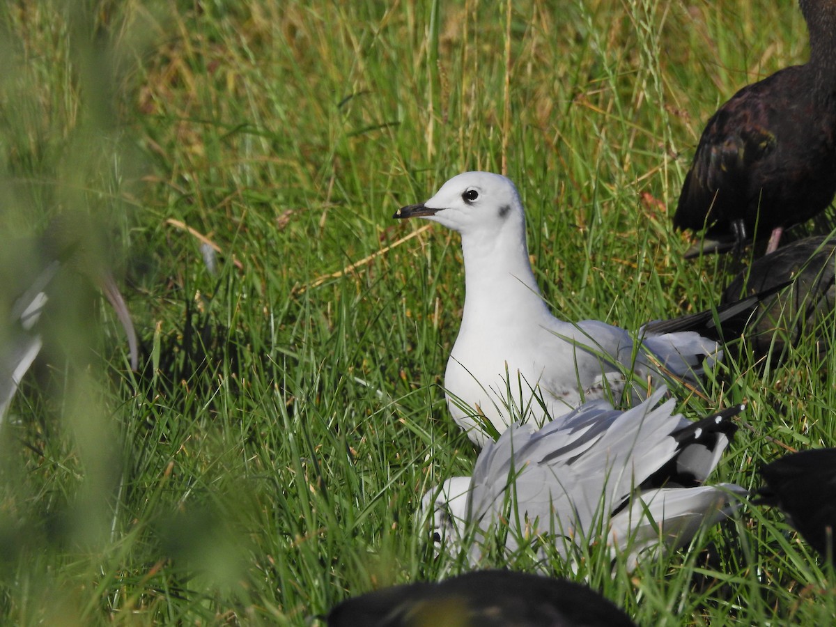 Andean Gull - Nicole Adriana Avalos Saavedra