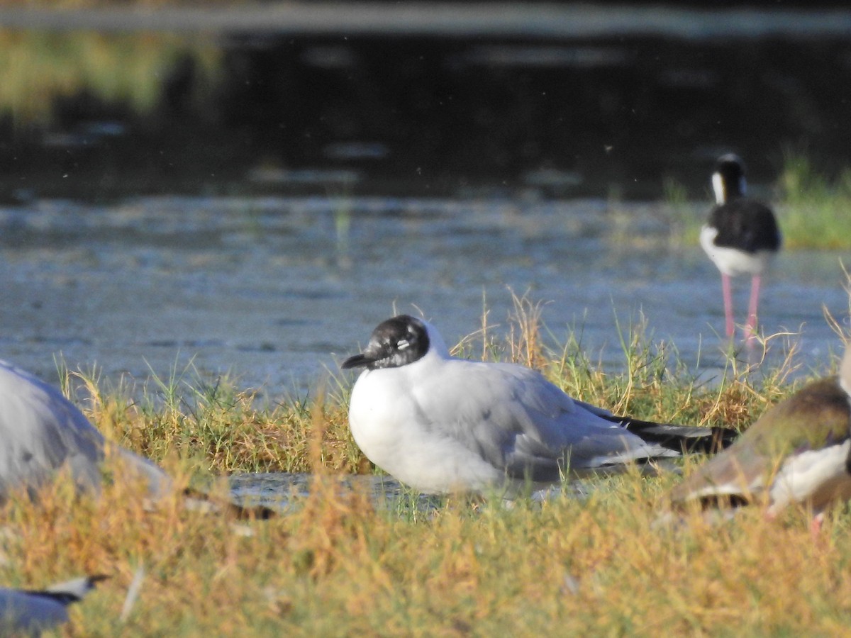 Andean Gull - ML449799441