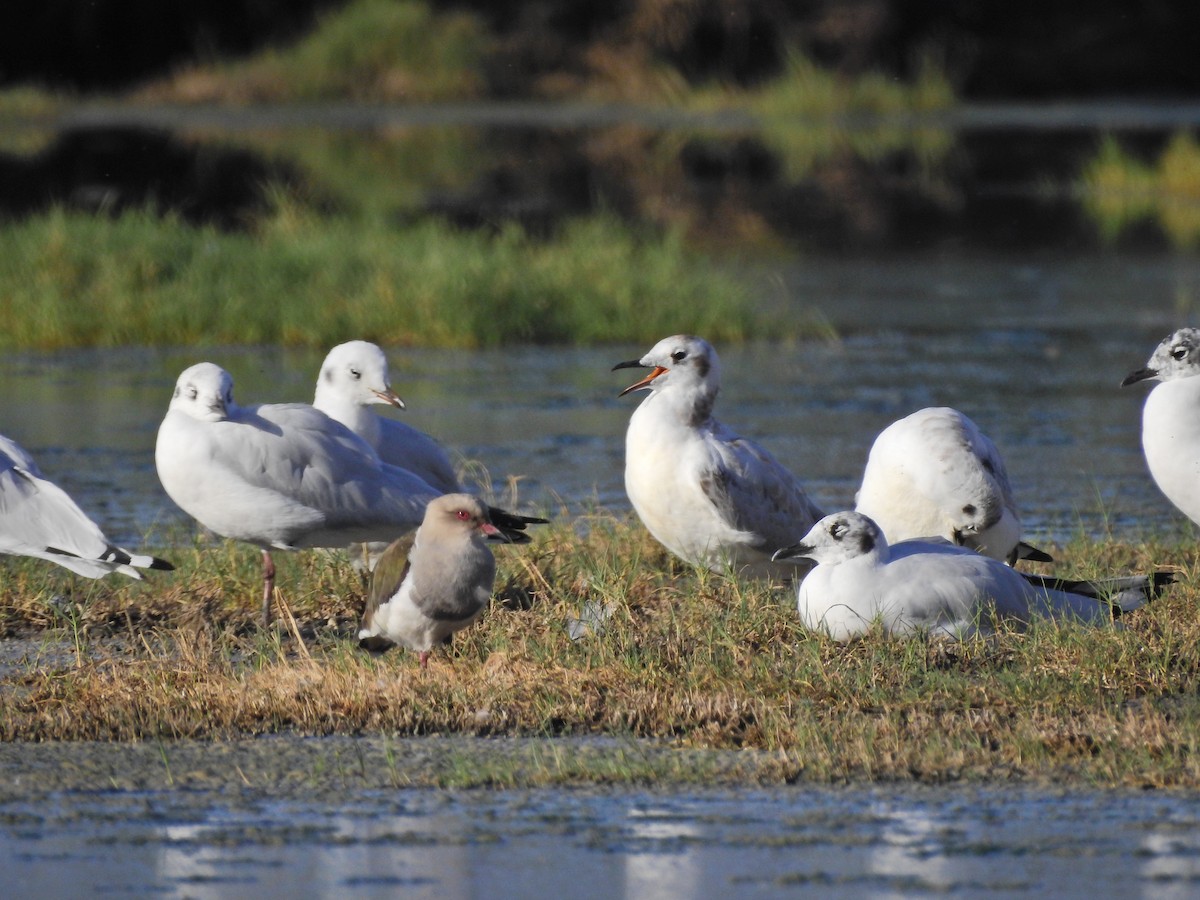 Andean Gull - ML449799451