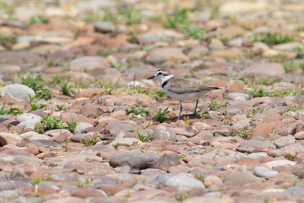 White-faced Plover - ML449801441