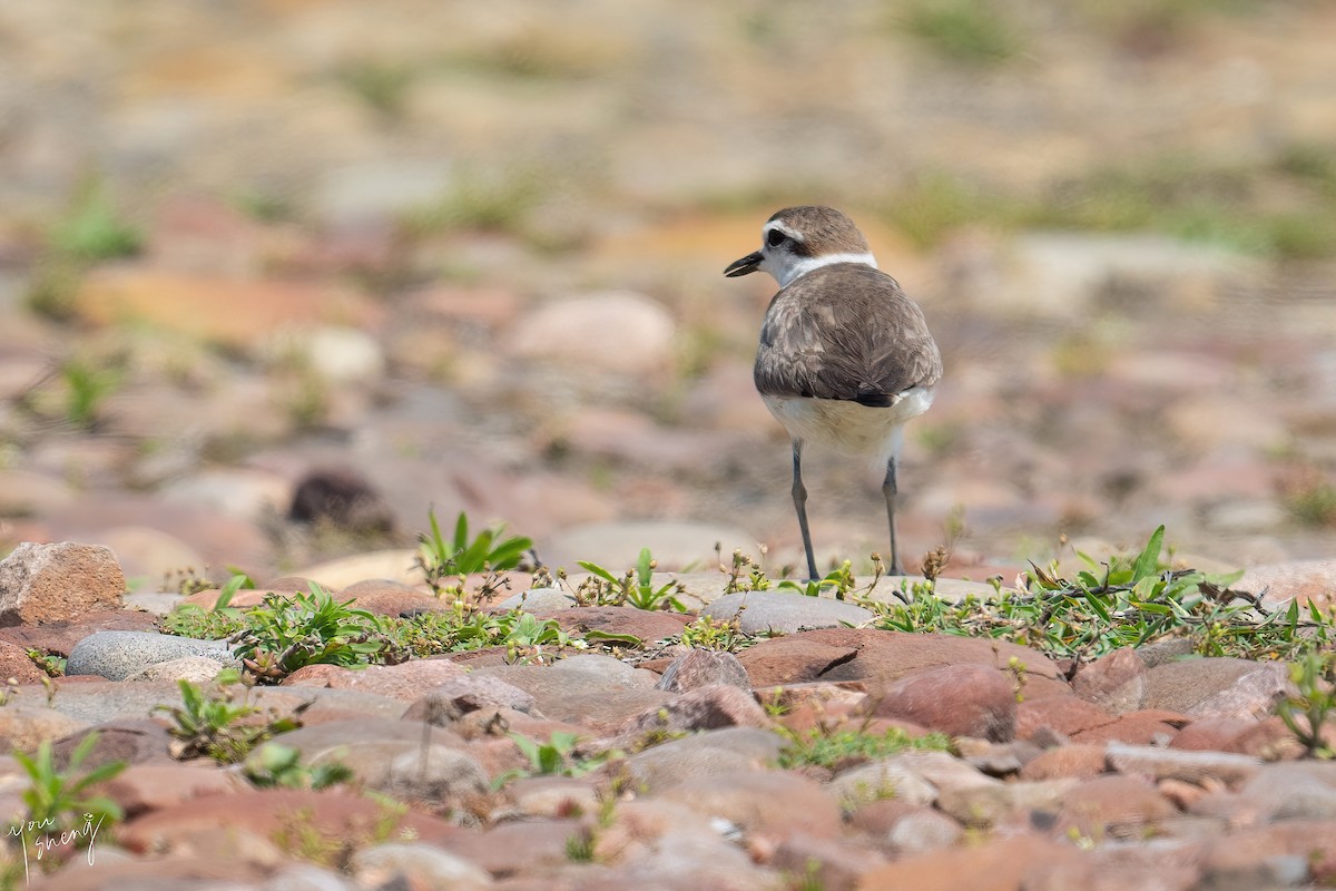 White-faced Plover - ML449801481