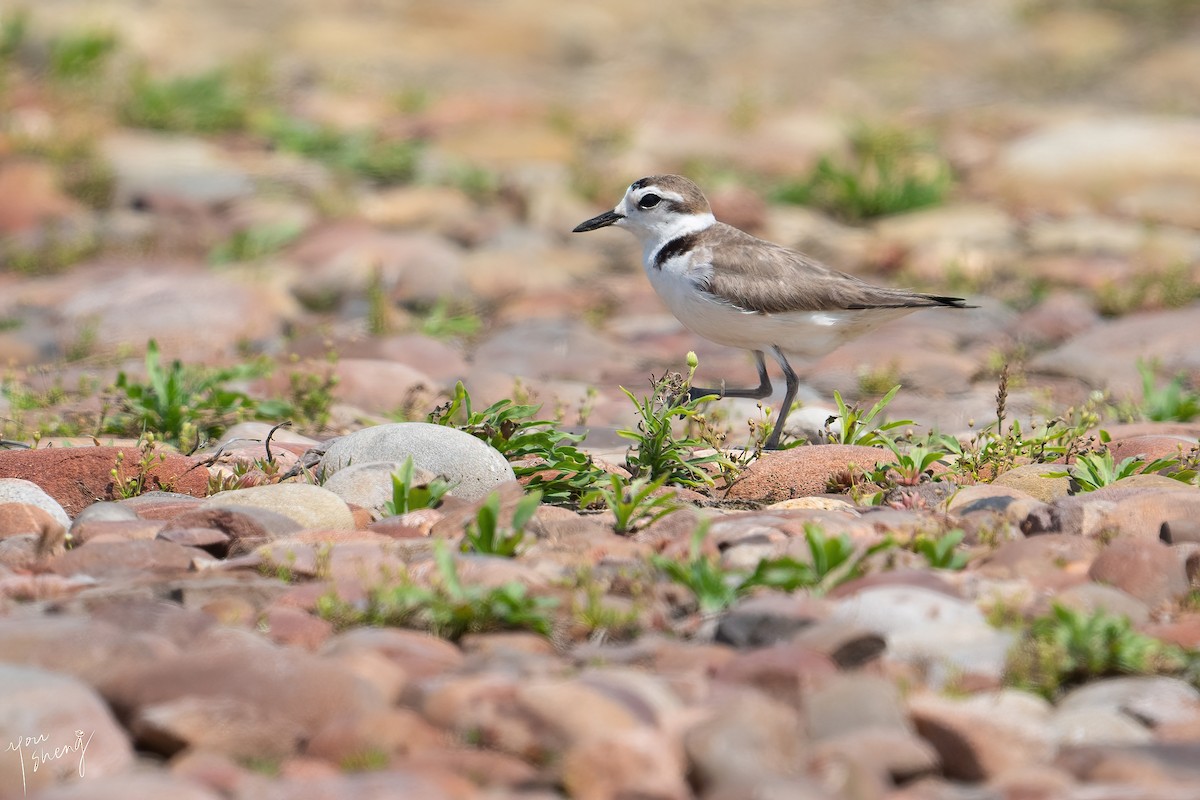 White-faced Plover - ML449801541