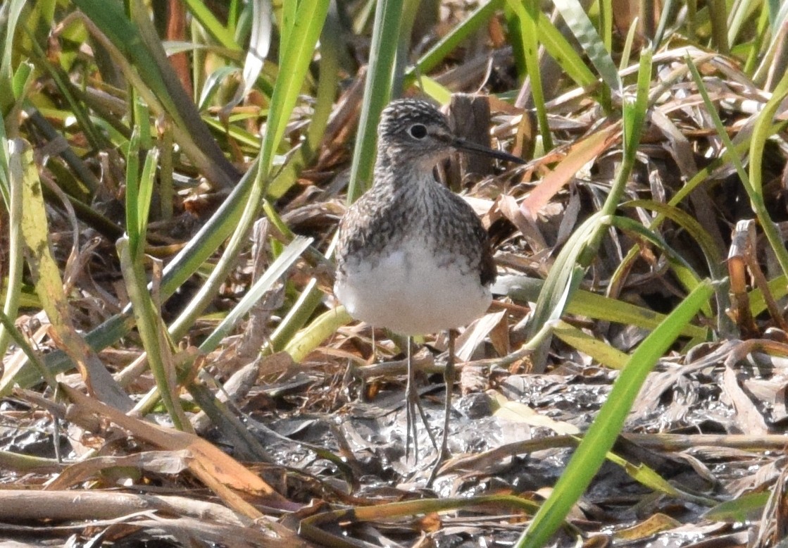 Solitary Sandpiper - ML449803291