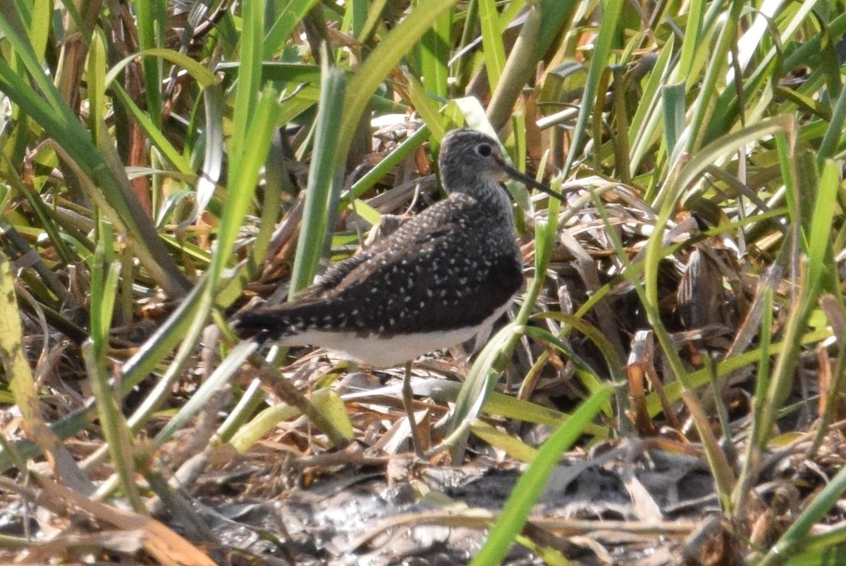 Solitary Sandpiper - ML449804571