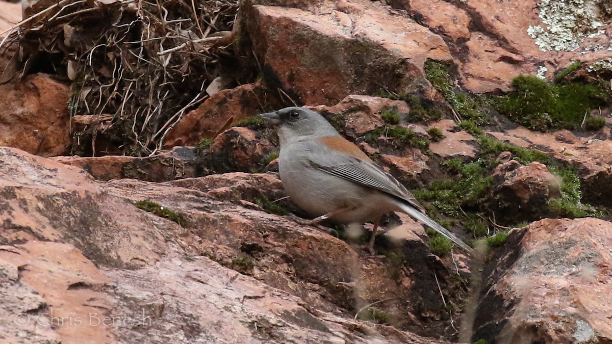 Dark-eyed Junco (Red-backed) - Chris Benesh