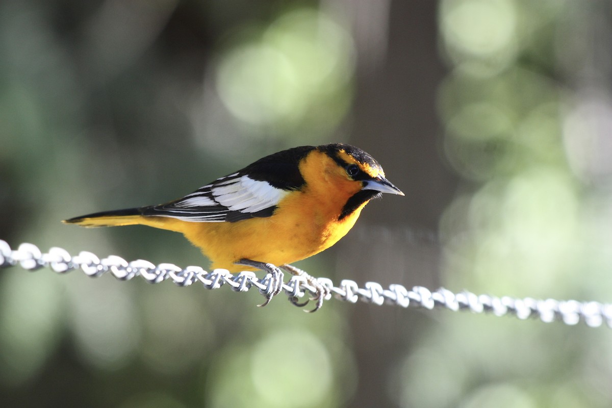 Bullock's Oriole - Sue Elwell